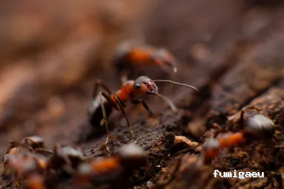 Protek Control de Plagas