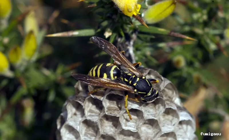 Protek Control de Plagas