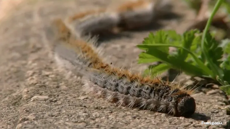 Protek Control de Plagas