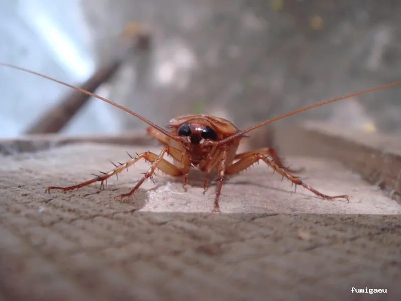 Protek Control de Plagas