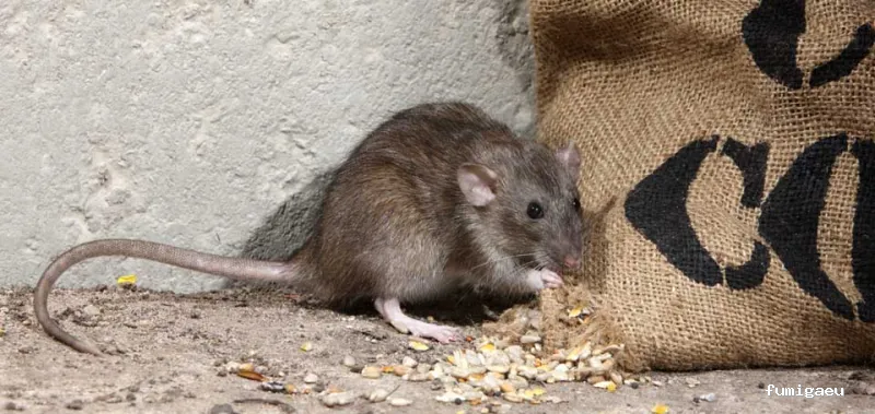 Protek Control de Plagas