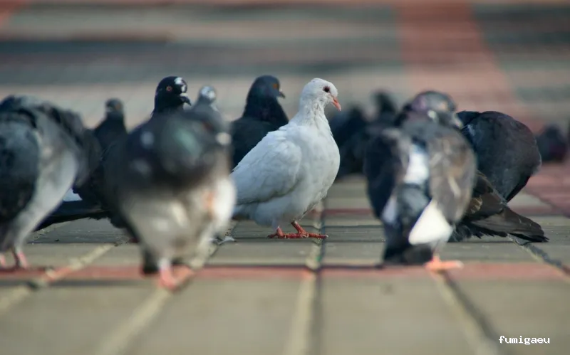 Protek Control de Plagas