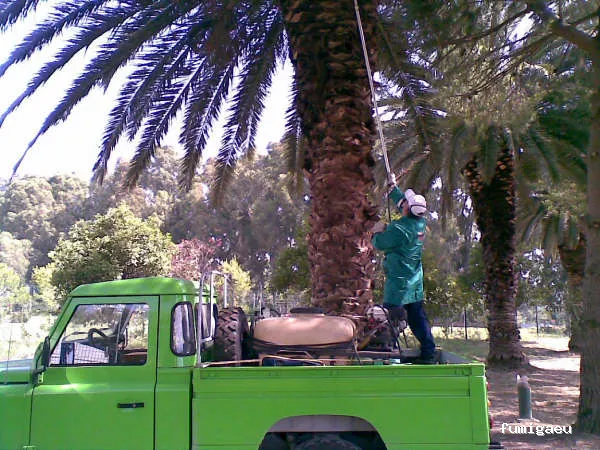 Coplaga Campo de Gibraltar