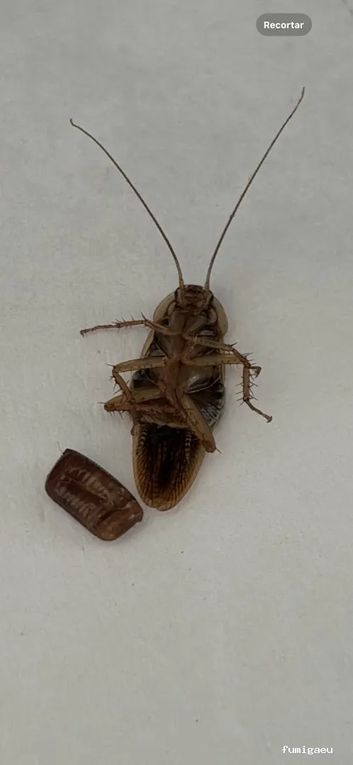 Chemap | Control de plagas en Loja