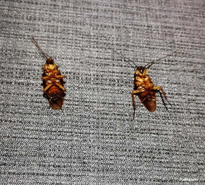 Chemap | Control de plagas en Loja