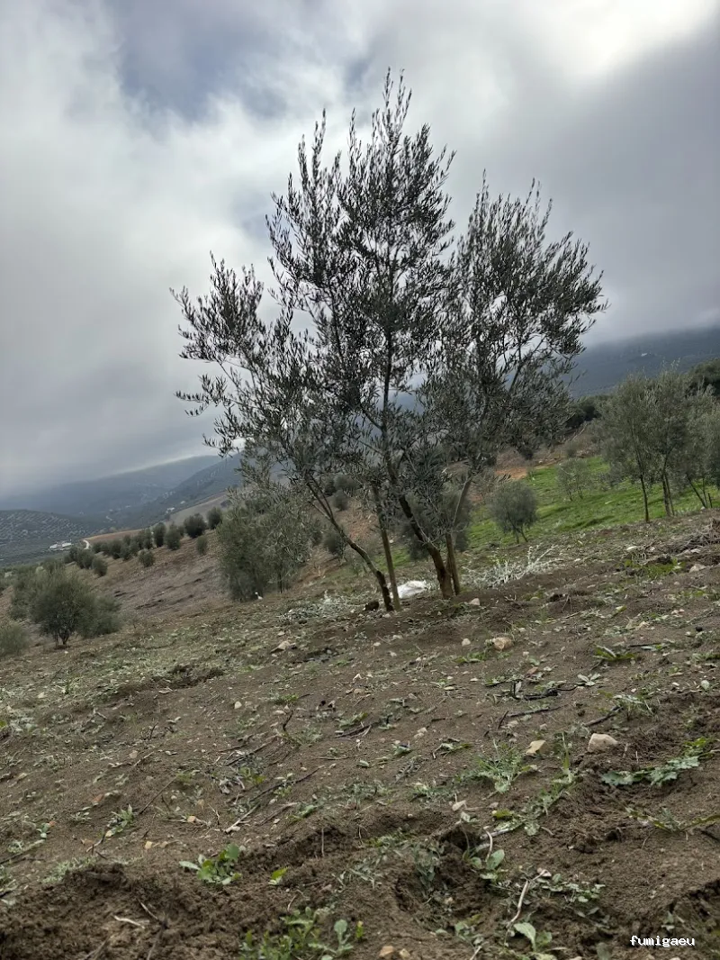 Chemap | Control de plagas en Loja