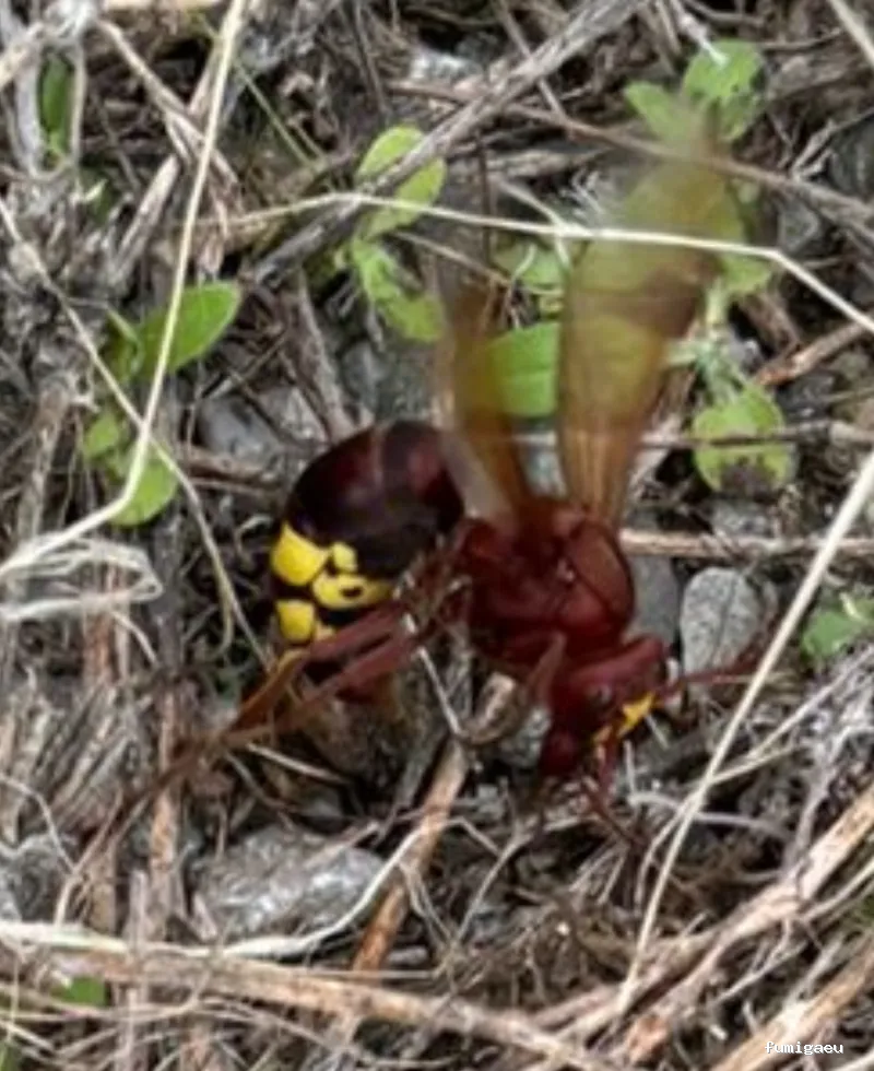 Chemap | Control de plagas en Loja