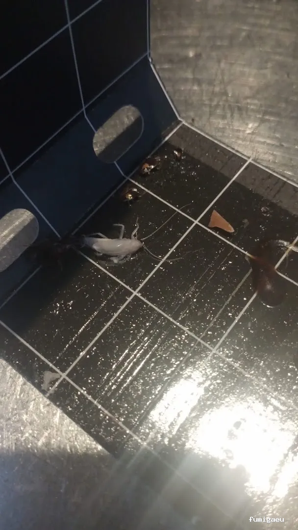 Chemap | Control de plagas en Loja