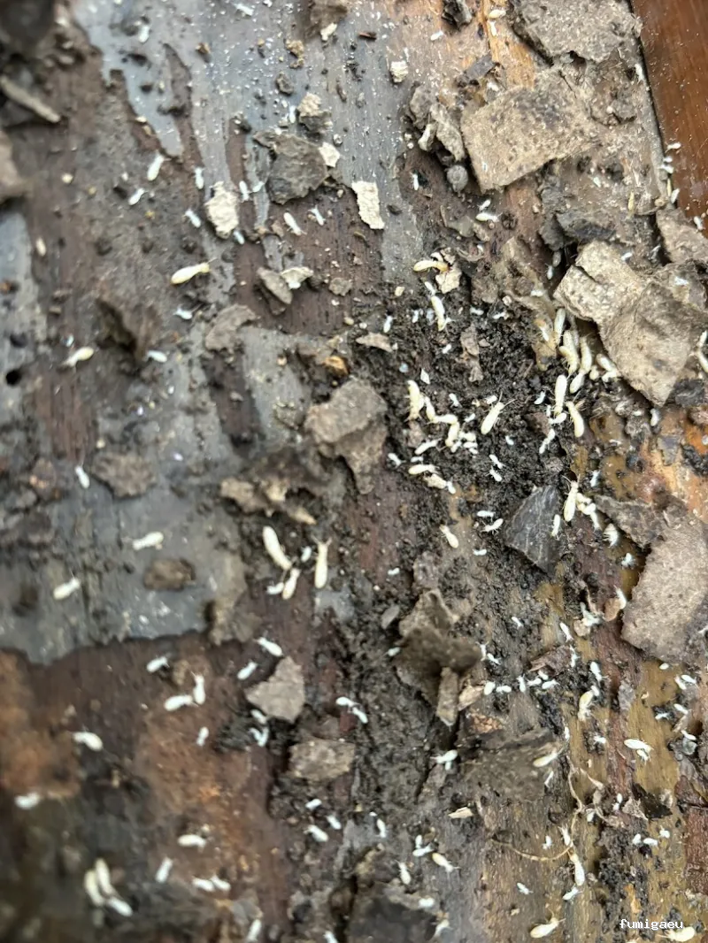 Chemap | Control de plagas en Loja