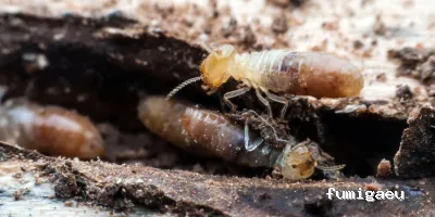 Irabia Control de Plagas - Gipuzkoa