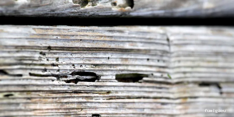 Irabia Control de Plagas - Gipuzkoa