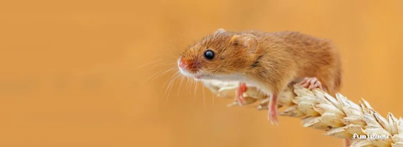PLAGASOL Desinfección y control de plagas