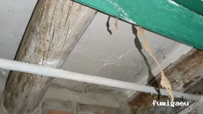 RapiPlaga Control de Plagas Málaga