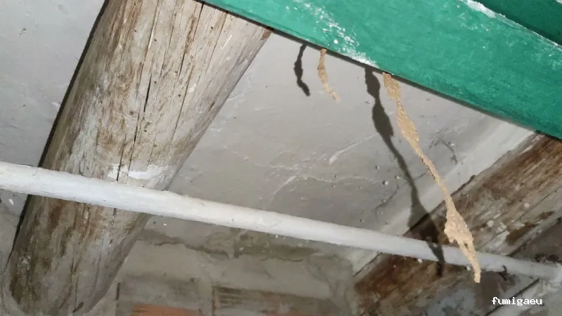 RapiPlaga Control de Plagas Málaga