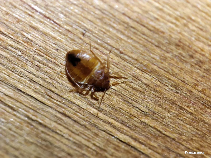 RapiPlaga Control de Plagas Málaga