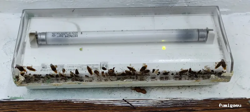 RapiPlaga Control de Plagas Málaga