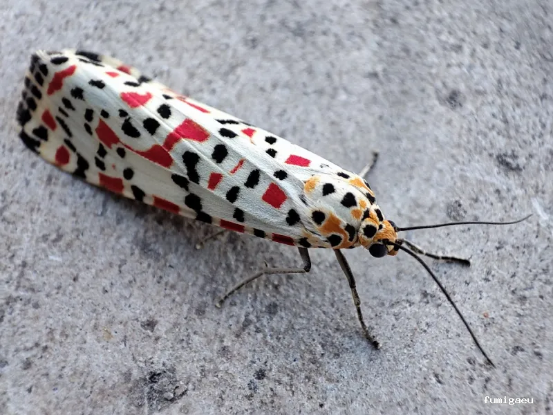 RapiPlaga Control de Plagas Málaga