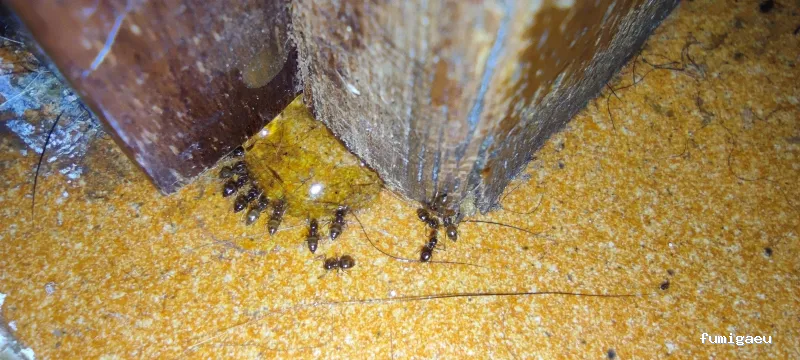 RapiPlaga Control de Plagas Málaga