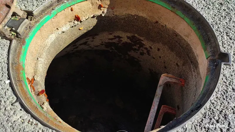 RapiPlaga Control de Plagas Málaga