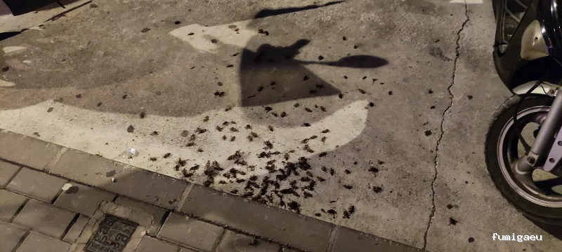 RapiPlaga Control de Plagas Málaga