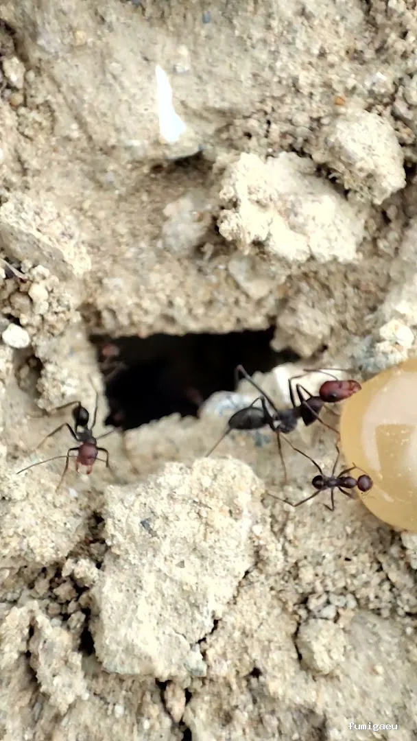 RapiPlaga Control de Plagas Málaga