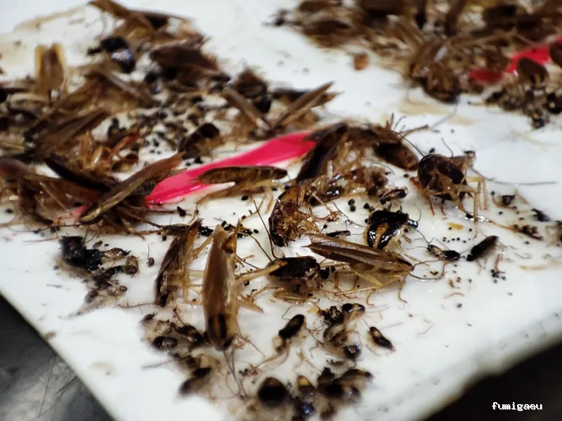 RapiPlaga Control de Plagas Málaga