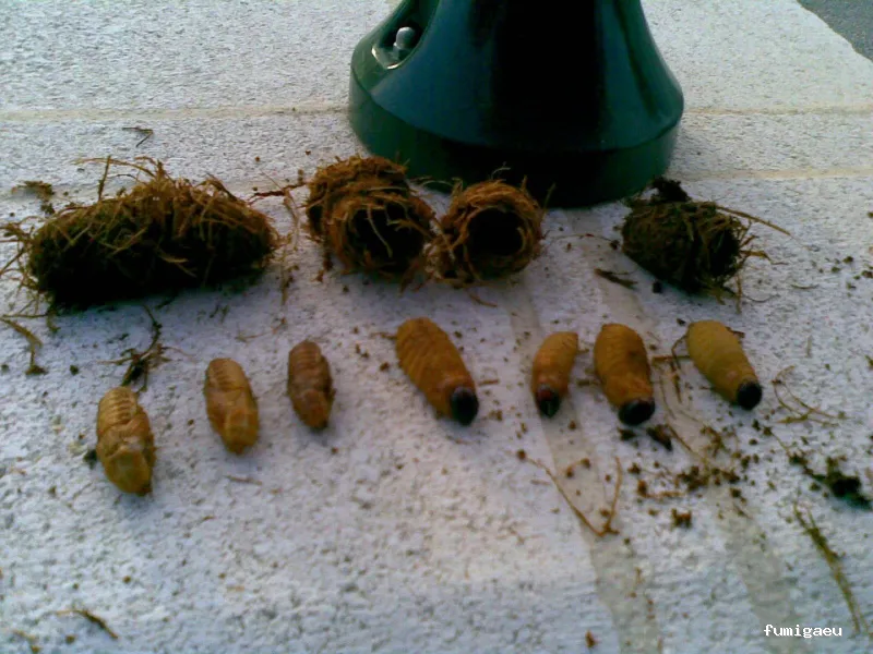 Control de plagas en Málaga - Contraplagas Ambiental