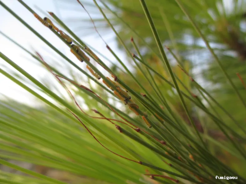 Control de plagas en Málaga - Contraplagas Ambiental