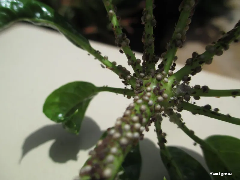 Control de plagas en Málaga - Contraplagas Ambiental