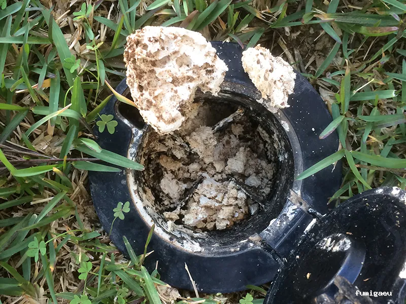 Control de plagas en Málaga - Contraplagas Ambiental