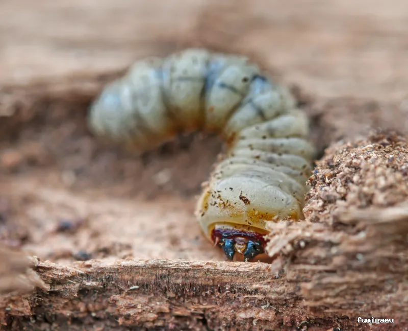 Extin Control de Plagues