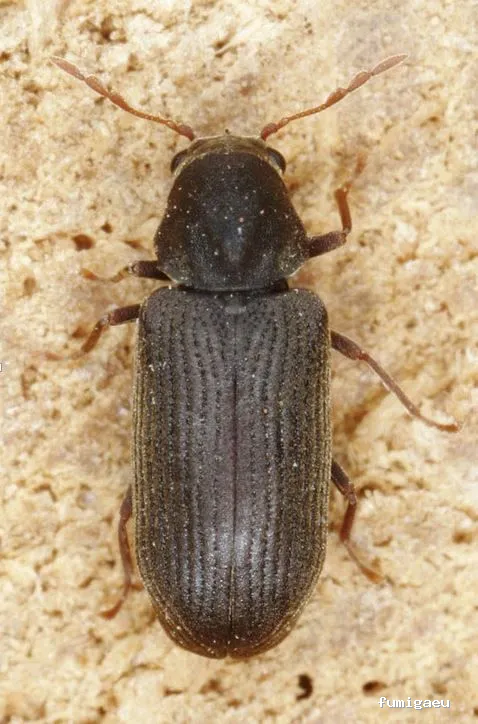 Extin Control de Plagues