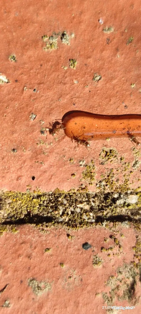 Extin Control de Plagues