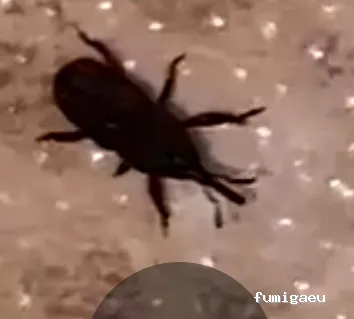 Extin Control de Plagues