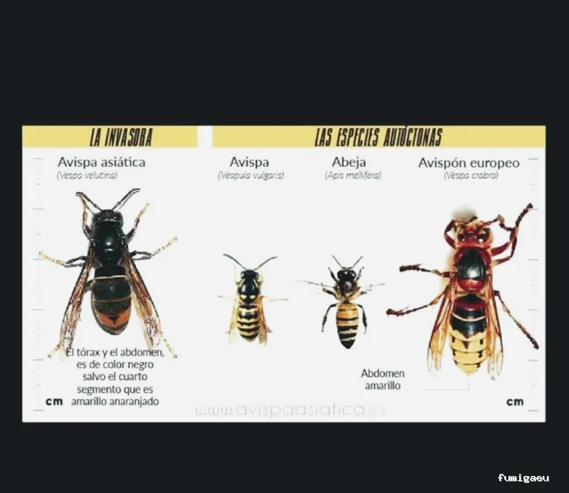 Extin Control de Plagues