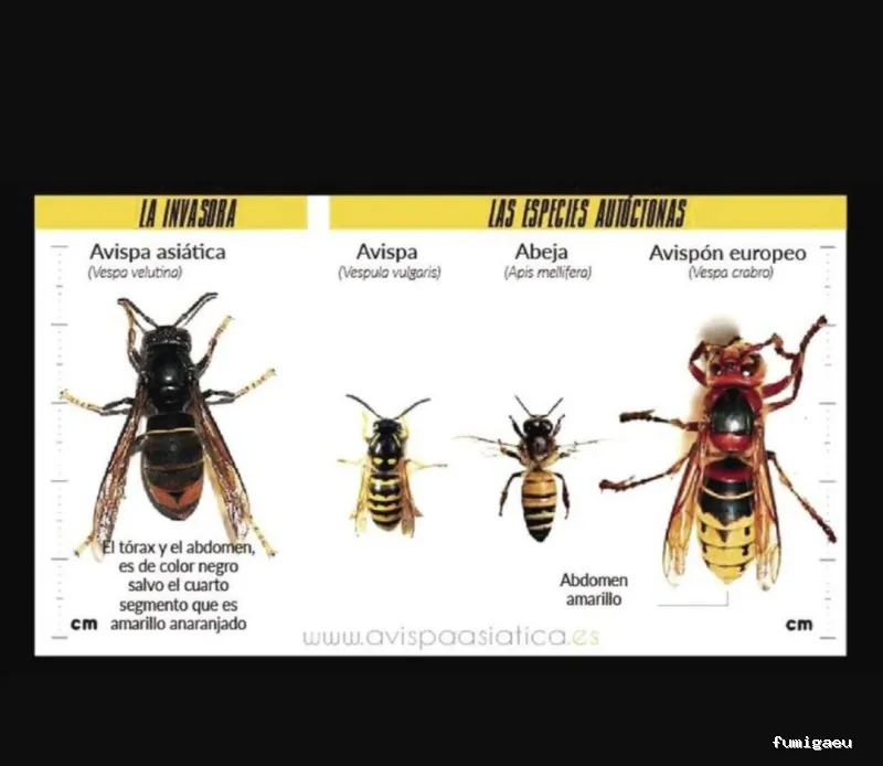 Extin Control de Plagues