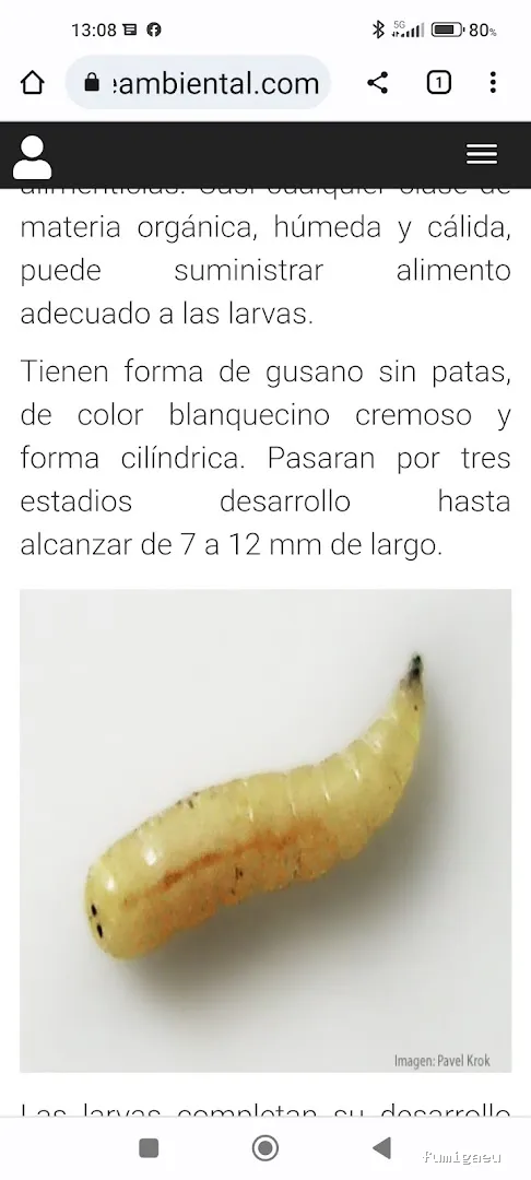 Extin Control de Plagues