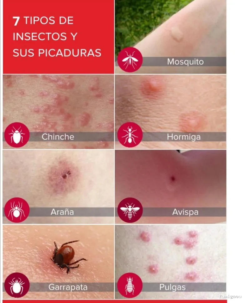 Extin Control de Plagues