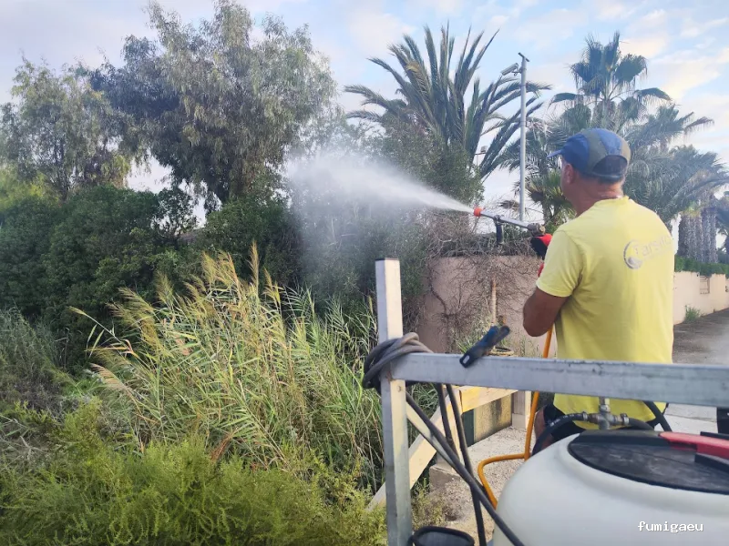 DDT Torrevieja plagas Torrevieja