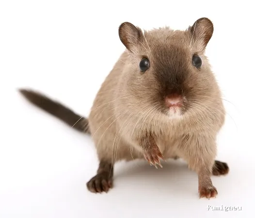 DDT Torrevieja plagas Torrevieja