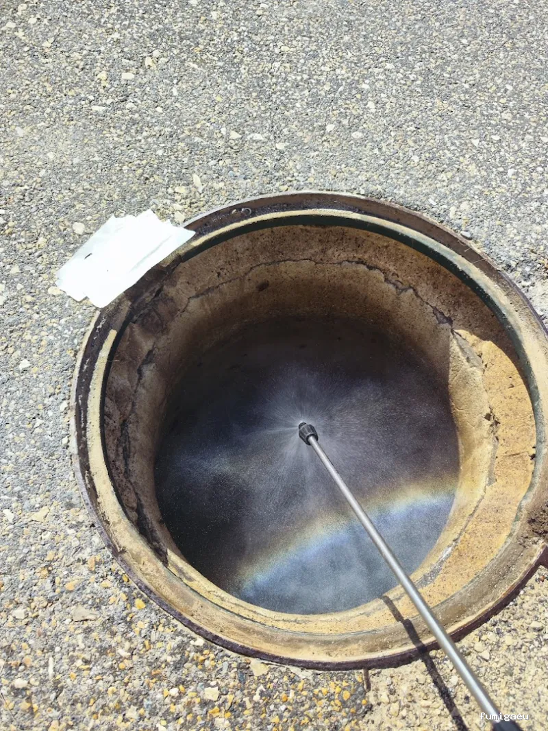 DDT Torrevieja plagas Torrevieja