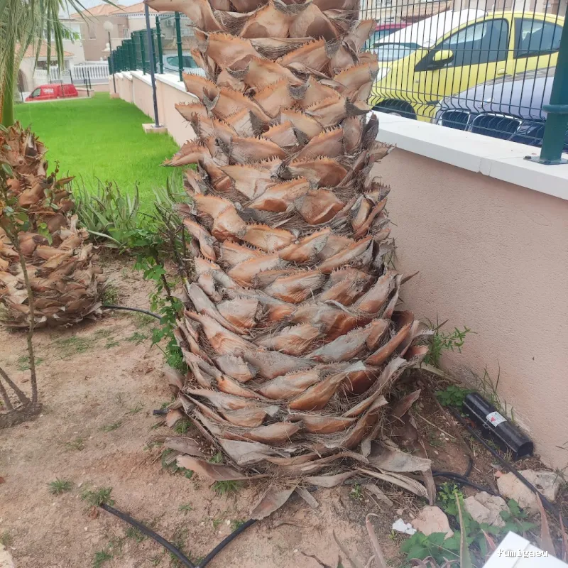 DDT Torrevieja plagas Torrevieja