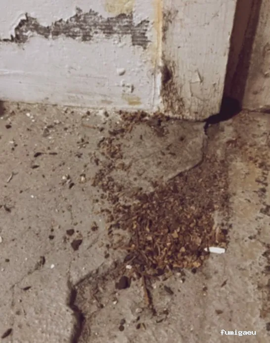 Servicio de Desinfección y Desintectación SL