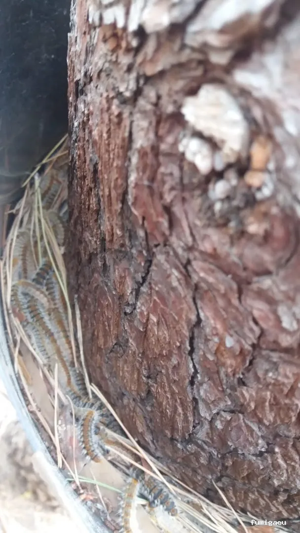 ICSAM, control de plagas y formación especializada