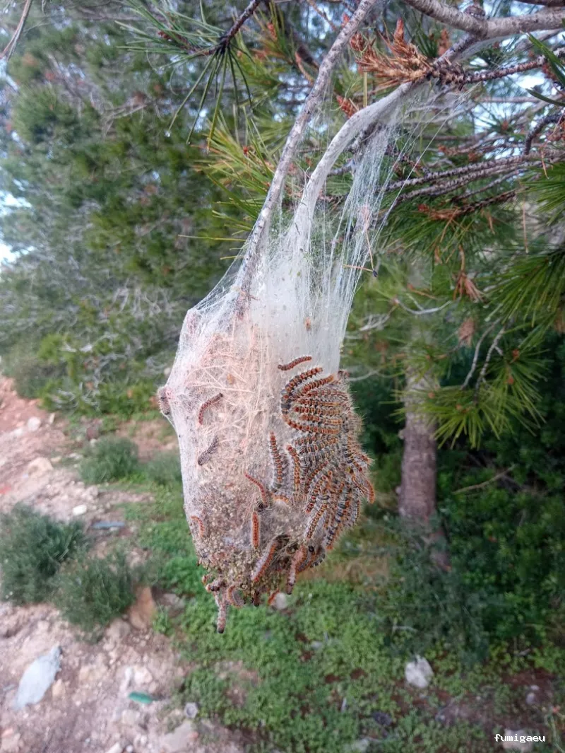 ICSAM, control de plagas y formación especializada