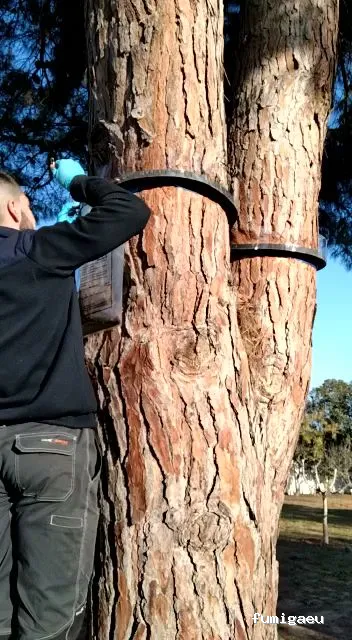 Goldservice Control de Plagas en Barcelona