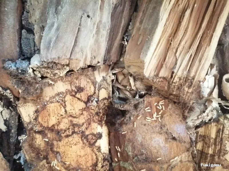 Goldservice Control de Plagas en Barcelona