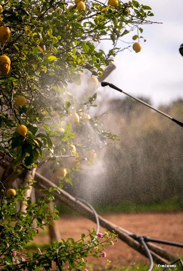 Goldservice Control de Plagas en Barcelona