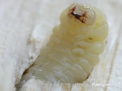 Rentokil Control de plagas Vigo