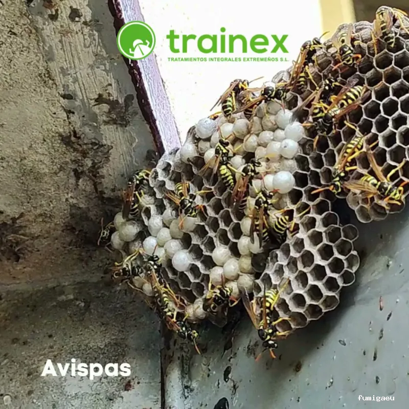Trainex - Control de Plagas y Sanidad Ambiental